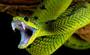 Zo gevaarlijk kunnen piercings zijn: slang zit vast in oorlel!