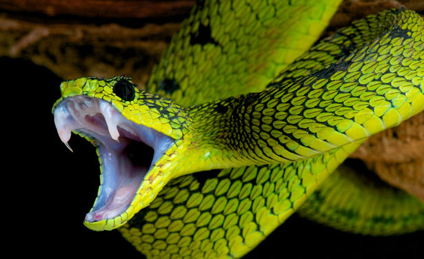 Zo gevaarlijk kunnen piercings zijn: slang zit vast in oorlel!