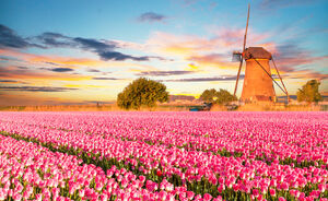 11x de mooiste Instagramkiekjes van Nederlandse tulpenvelden