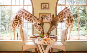 In dit hotel kan je ontbijten met echte giraffen