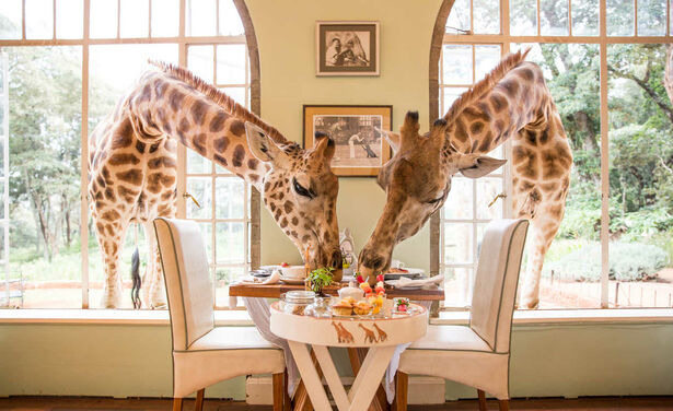 In dit hotel kan je ontbijten met echte giraffen