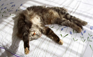 Cute! Ikea doneert poppenbedjes aan dierenasiels zodat katten zacht kunnen slapen