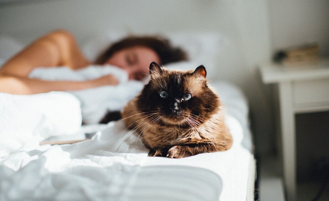6 waarom jij je kat bij je in bed wilt laten slapen - Trendalert