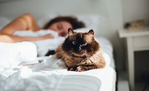 6 redenen waarom jij je kat bij je in bed wilt laten slapen