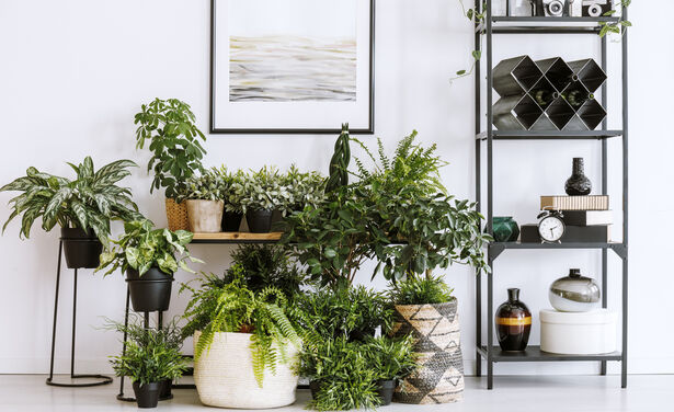 Deze planten zijn goed voor je gezondheid én je interieur  