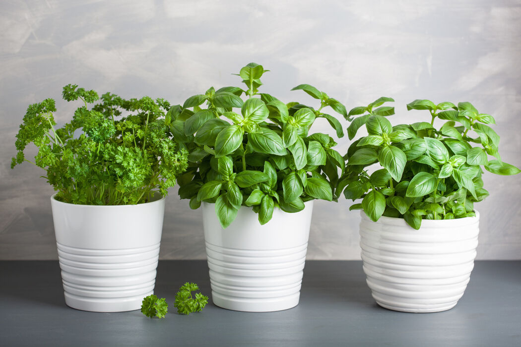 5 x tips om je kruidenplanten én gewone planten in leven te houden