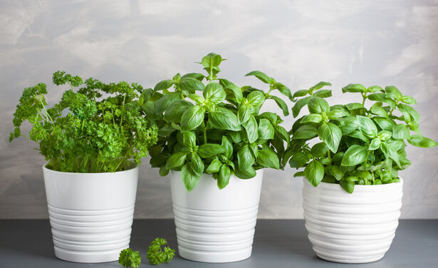 5 x tips om je kruidenplanten én gewone planten in leven te houden