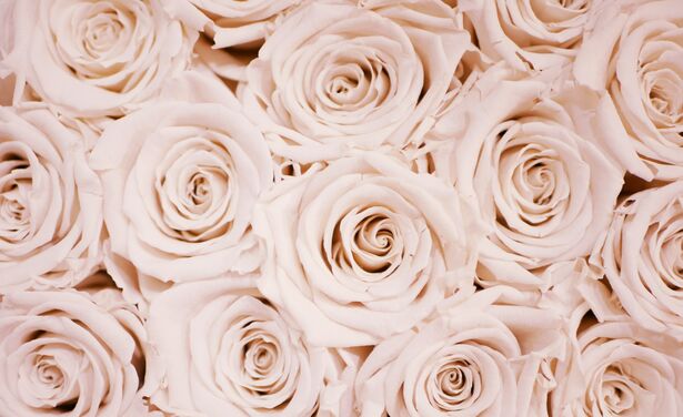 Dit is waarom wij vrouwen rozen voor Valentijn willen krijgen
