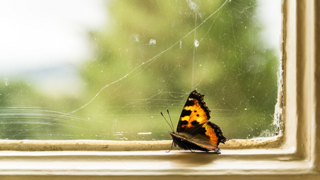 Aha! 5 mogelijke redenen waarom een vlinder ineens door je huis fladdert