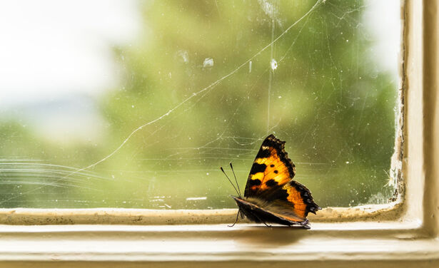 Aha! 5 mogelijke redenen waarom een vlinder ineens door je huis fladdert