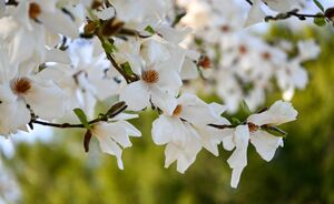 Tuintrends 2025: kleurrijk, duurzaam en natuurlijk