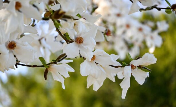 Tuintrends 2025: kleurrijk, duurzaam en natuurlijk