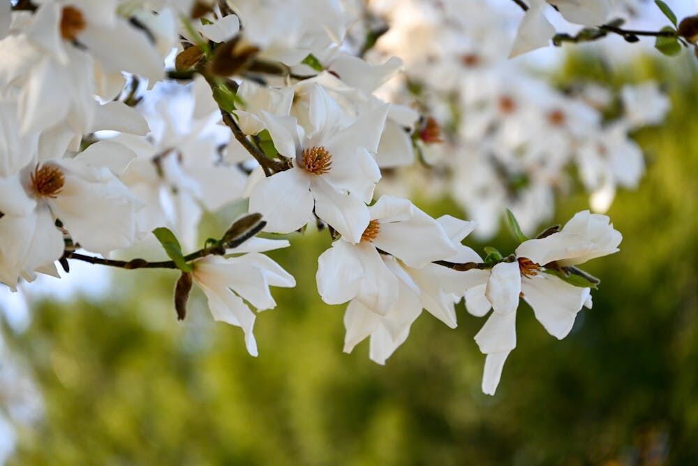 Tuintrends 2025: kleurrijk, duurzaam en natuurlijk
