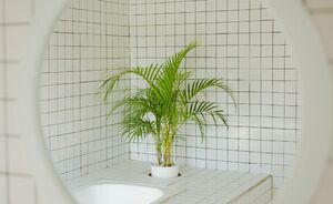 Deze planten zijn perfect voor in je badkamer