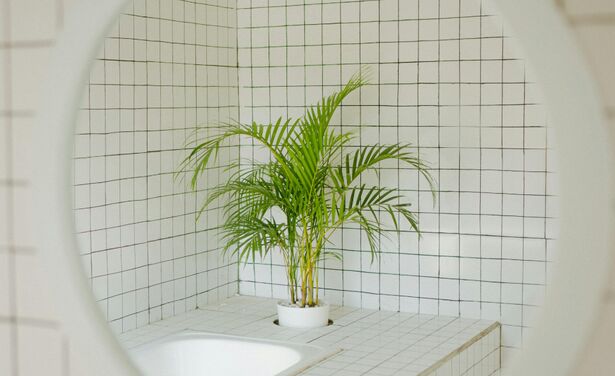Deze planten zijn perfect voor in je badkamer