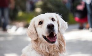 Wat je huisdier over jou zegt