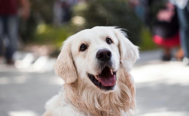 Wat je huisdier over jou zegt