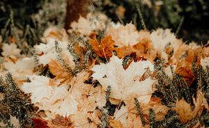 DIY-tips voor een gezellige herfsttuin