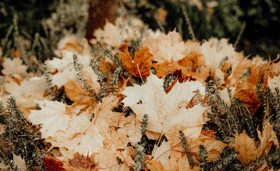 DIY-tips voor een gezellige herfsttuin