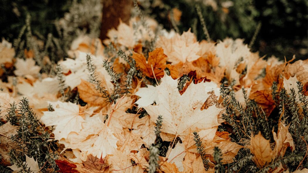 DIY-tips voor een gezellige herfsttuin