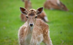 De opkomst van de 'bambi-bag': deze subtiele dierenprint zie je straks overal
