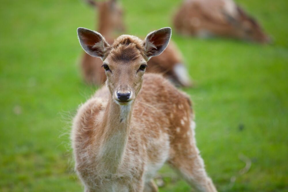 De opkomst van de 'bambi-bag': deze subtiele dierenprint zie je straks overal