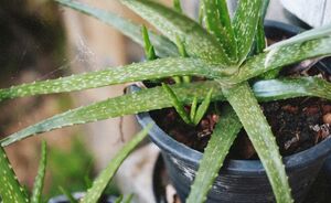 Waarom is Aloë Vera zo populair?