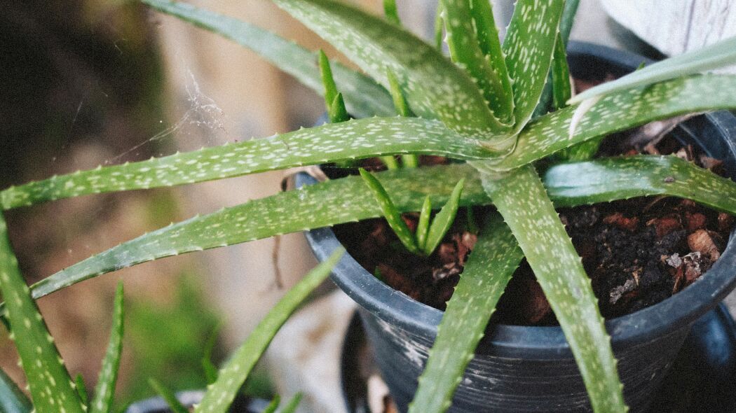 Waarom is Aloë Vera zo populair?