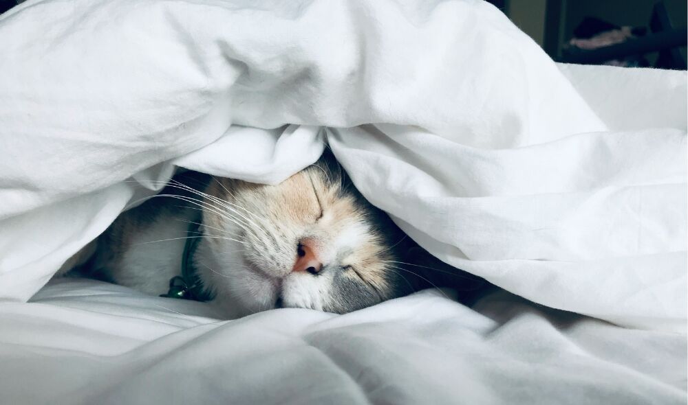 Waarom slaap bovenaan je to-do list hoort