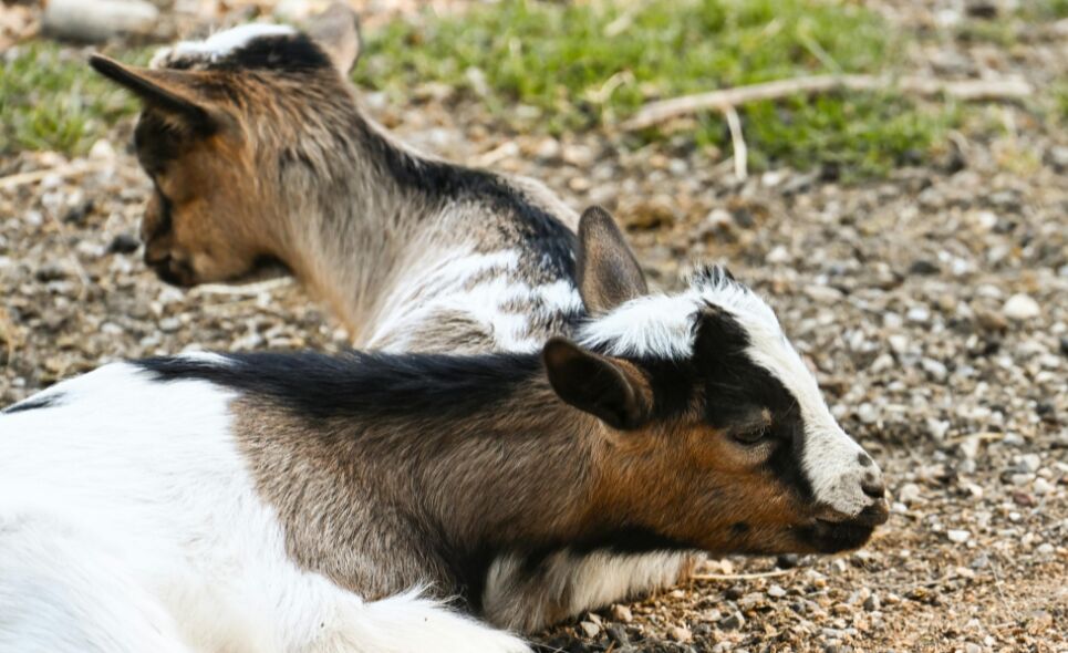 Sporten en knuffelen met geiten? Dit is geitenyoga