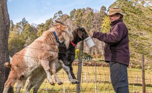 Farm stays: waarom willen we weer slapen op het platteland?