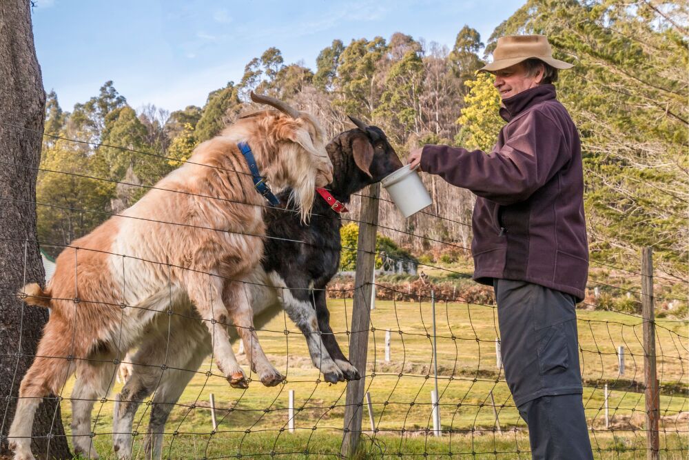 Farm stays: waarom willen we weer slapen op het platteland?