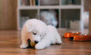 Eerste hondje? Dit heb je nodig!