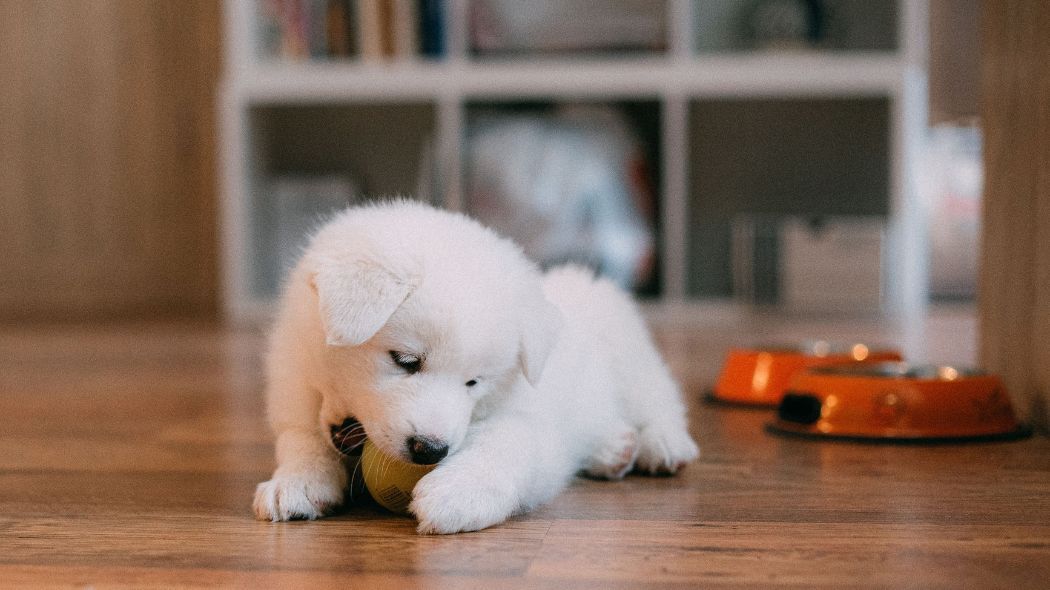 Eerste hondje? Dit heb je nodig!